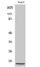 NDUFA4 antibody