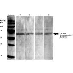 Synaptotagmin 7 antibody [S275