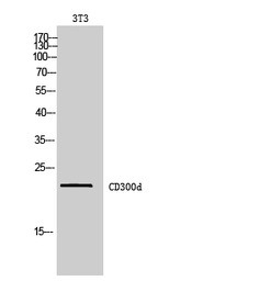 CD300LD antibody