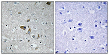 NDUFA4 antibody