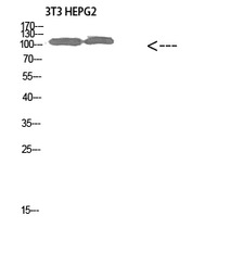 COL28A1 antibody