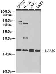 NAT13 antibody
