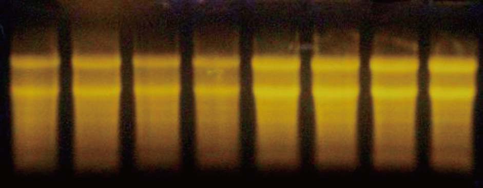 TRIzol试剂伴侣使用效果