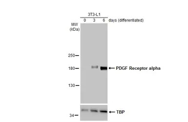 PDGF Receptor alpha antibody
