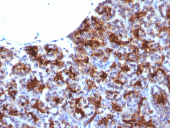 MAML3 antibody [MAML3/1303]