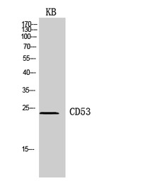 CD53 antibody