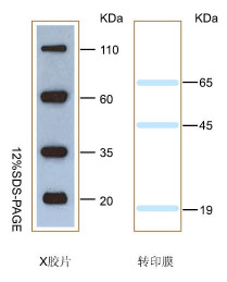 Western blot预染蛋白Marker(19～110kDa)条带图