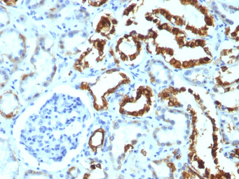 Milk Fat Globule 1 antibody [M