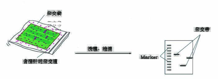 超级杂交液操作流程