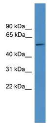 TTYH3 antibody