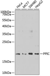 Cyclophilin C antibody