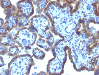 MAML3 antibody [MAML3/1303]