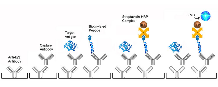 Competition ELISA Platform Overview