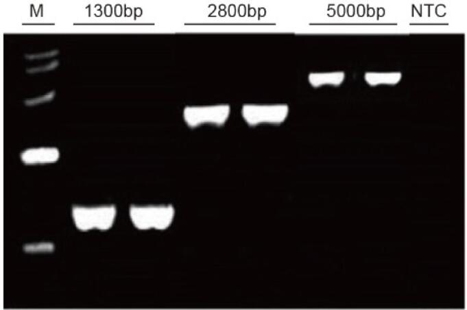 一管式反转录试剂使用实例