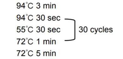 2×热启动Taq PCR预混反应液PCR循环设置