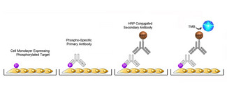 Cell-Based Phosphorylation ELISA Platform Overview
