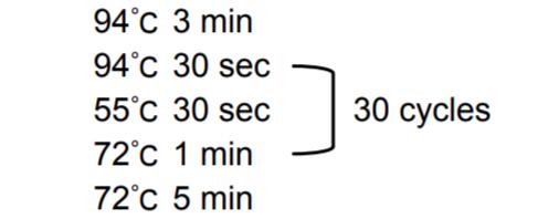 2×PCR预混反应液循环设置