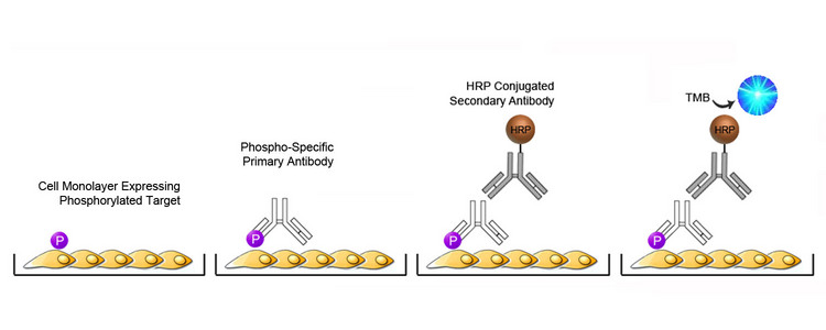 Cell-Based Phosphorylation ELISA Platform Overview