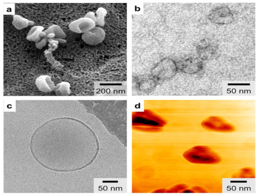 外泌体分离和鉴定
