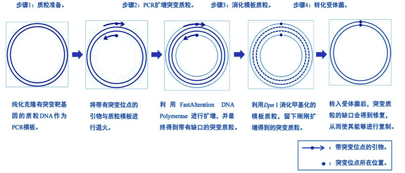 快速定点突变试剂盒操作流程