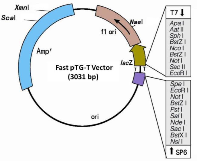 Fast pTG-T载体克隆试剂盒载体图谱
