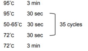 DNA提取效果检测反应条件