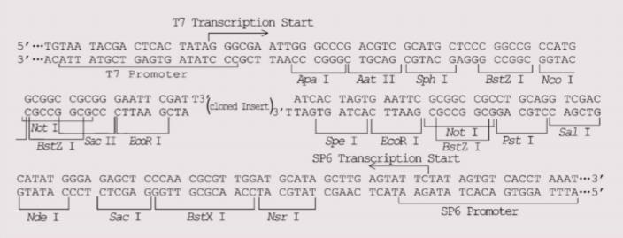 pTG-T载体多克隆位点
