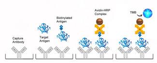 Competition ELISA Platform Overview