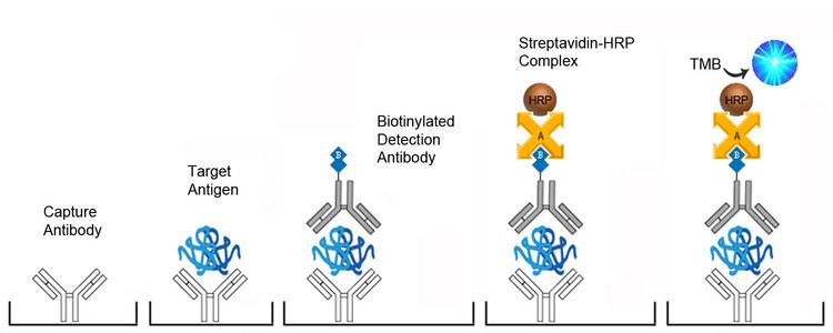 Sandwich ELISA Platform Overview