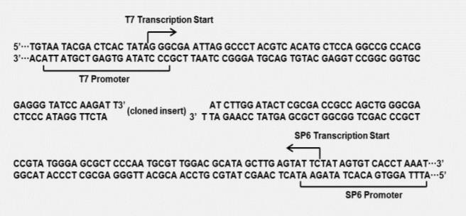 Fast pTG-T载体克隆试剂盒（不含MCS)载体图谱