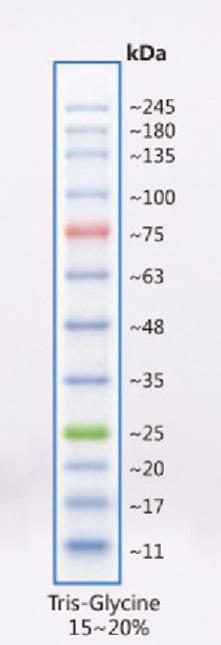 彩虹预染蛋白Marker(11～245KD)条带图