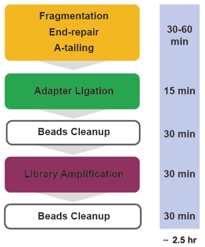 DNA文库构建试剂盒（illumina)工作流程