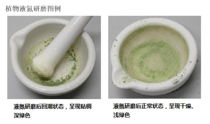 植物液氮研磨图例