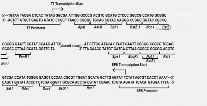 Fast pTG-T载体克隆试剂盒载体多克隆位点图