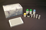 Pig IL7 ELISA Kit (Sandwich EL