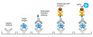Sandwich ELISA Platform Overview