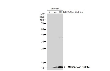 MERS-CoV ORF4a antibody