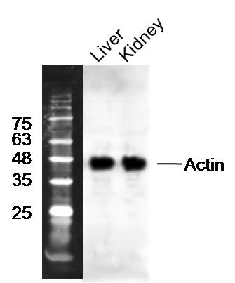 Anti-β-Actin Polyclonal antibo