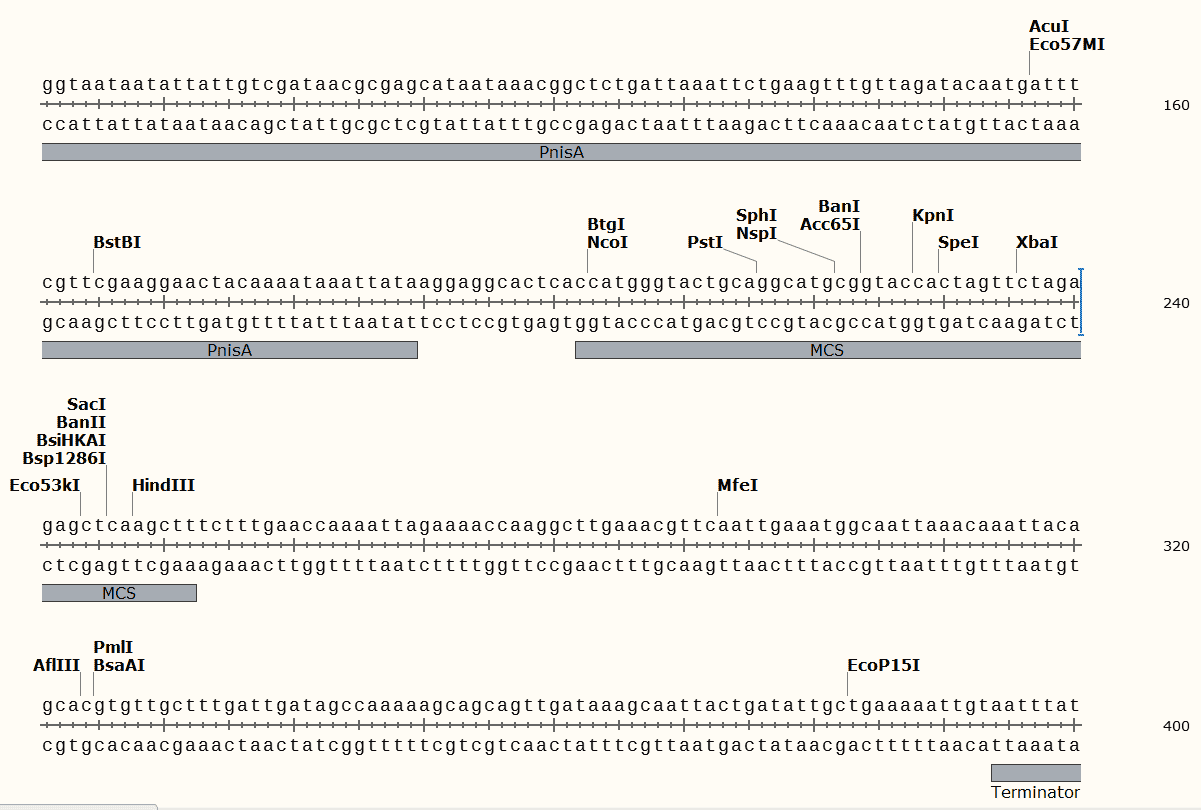 pNZ8048 plasmid