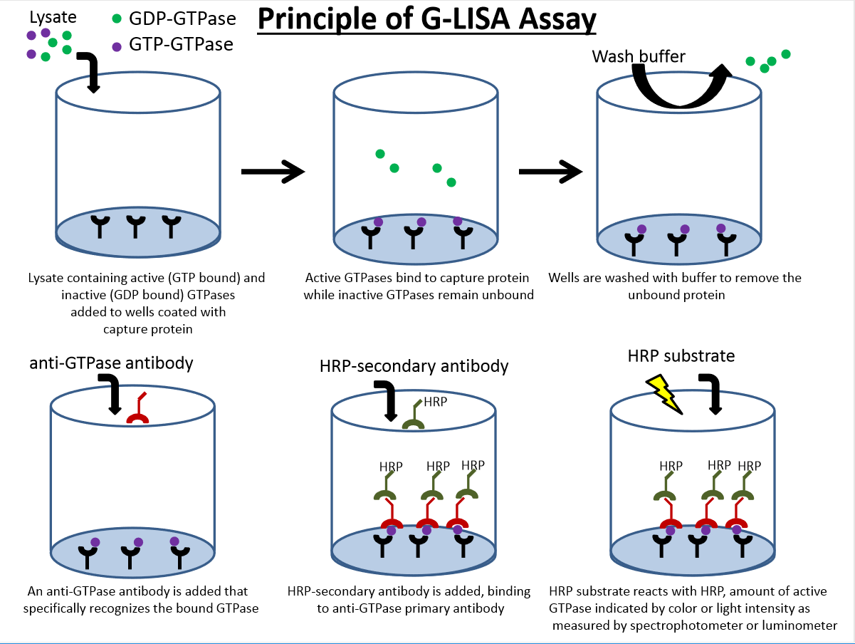 RhoA G-LISA活化检测试剂盒检测原理及步骤