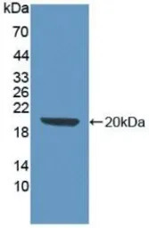 Mouse SCF protein, His tag (ac