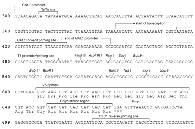 pYES3-CT-vector pYES3-CT-vector