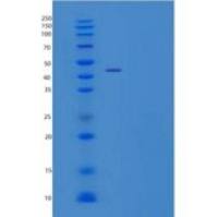 人白细胞免疫球蛋白样受体A2/LILRA2/ILT1/CD85重组蛋白C-6His