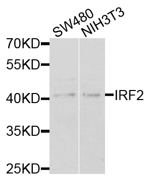 Anti-IRF2 Polyclonal Antibody