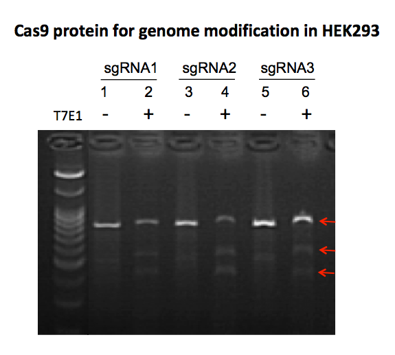 CRISPR-Fectin™转染试剂