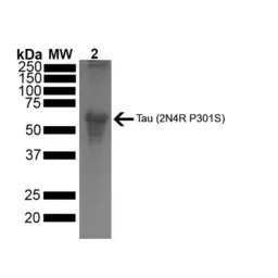Human Tau441 (2N4R) protein, m