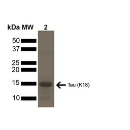Human Tau (K18) protein, mutan