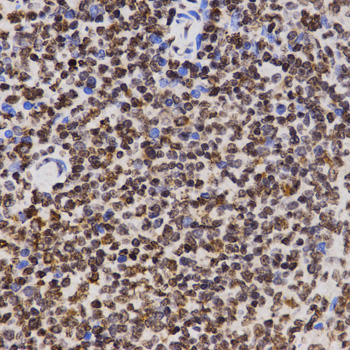 Anti-MonoMethyl-Histone H3-K4