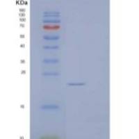 人成纤维细胞生长因子17(FGF17)重组蛋白C-6His