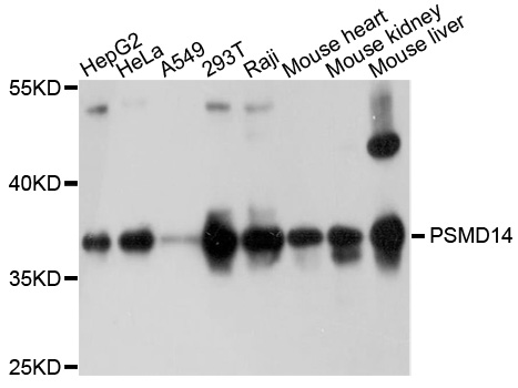 Anti-PSMD14 Polyclonal Antibod